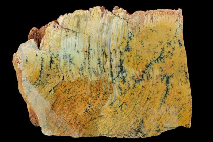 Strelley Pool Stromatolite Thick Slab - Billion Years Old #129163